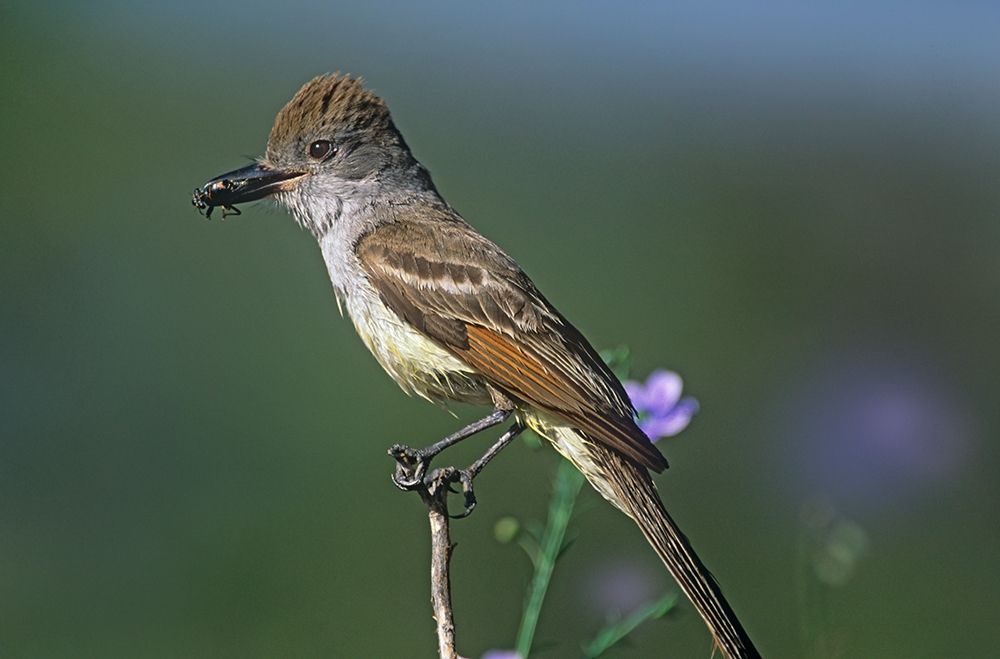 Ash-throated Flycatcher with Insect art print by Tim Fitzharris for $57.95 CAD