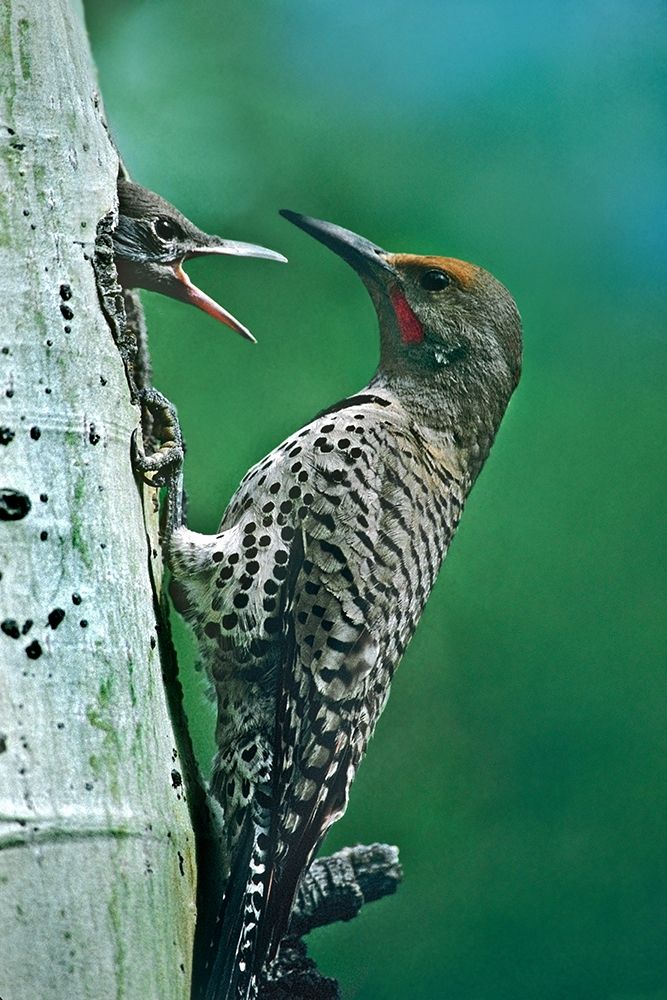 Northern Flicker Male Feeding Young art print by Tim Fitzharris for $57.95 CAD
