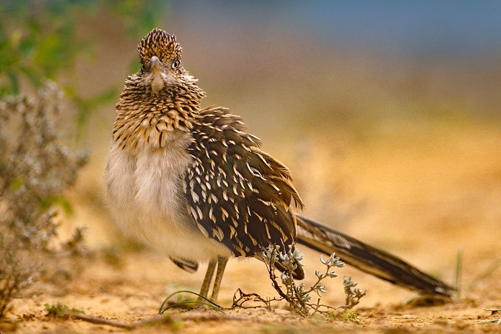 Greater Roadrunner Sunning art print by Tim Fitzharris for $57.95 CAD