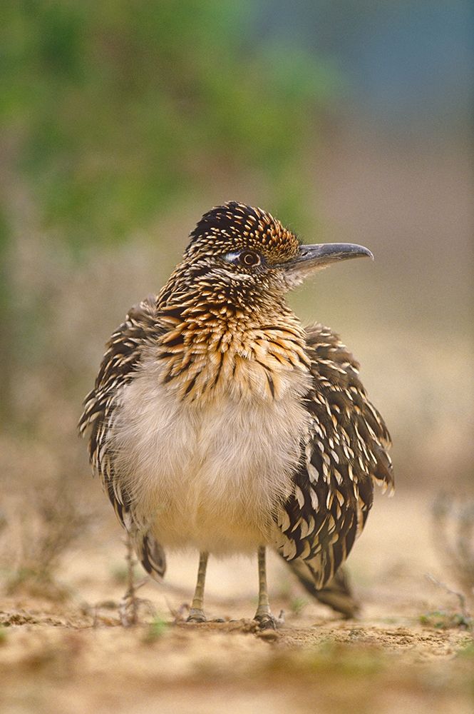 Greater Roadrunner art print by Tim Fitzharris for $57.95 CAD