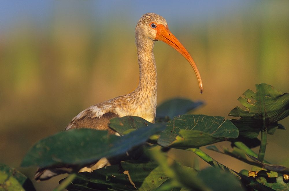 Immature White Ibis art print by Tim Fitzharris for $57.95 CAD