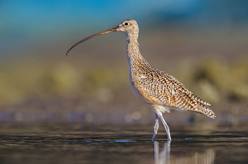 Long-billed Curlew art print by Tim Fitzharris for $57.95 CAD