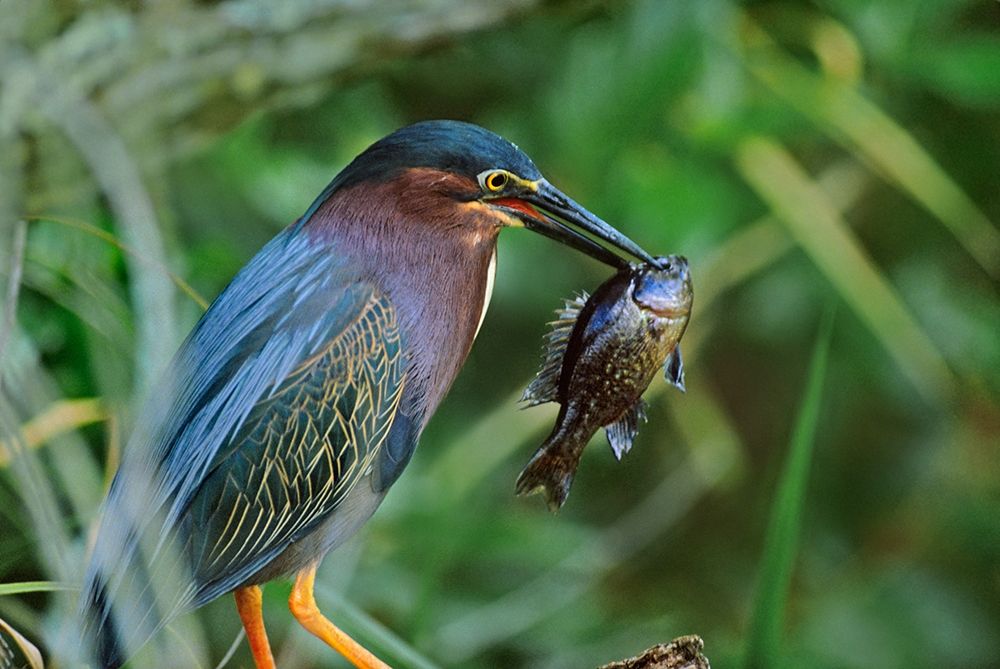 Green Heron with Fish art print by Tim Fitzharris for $57.95 CAD