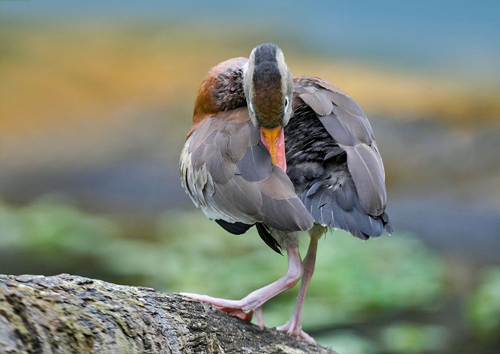 Black-bellied Whistling Duck Preening art print by Tim Fitzharris for $57.95 CAD