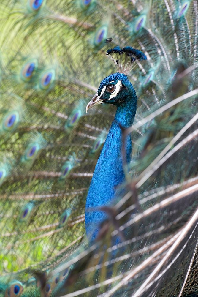 Peacock IV art print by Tim Fitzharris for $57.95 CAD
