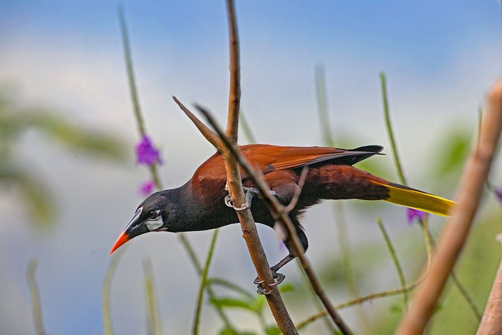 Montezuma Oropendola art print by Tim Fitzharris for $57.95 CAD
