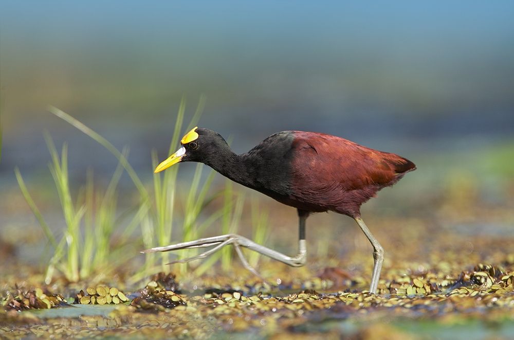 Northern Jacana I art print by Tim Fitzharris for $57.95 CAD
