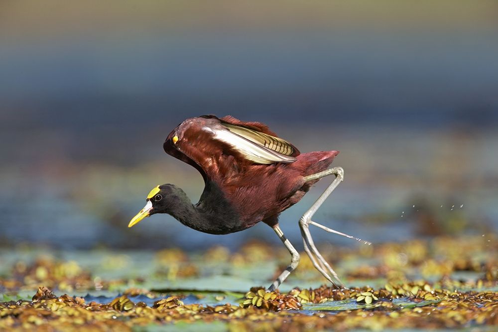 Northern Jacana II art print by Tim Fitzharris for $57.95 CAD