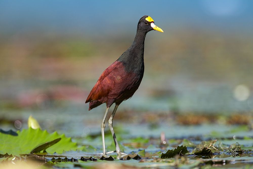 Northern Jacana III art print by Tim Fitzharris for $57.95 CAD
