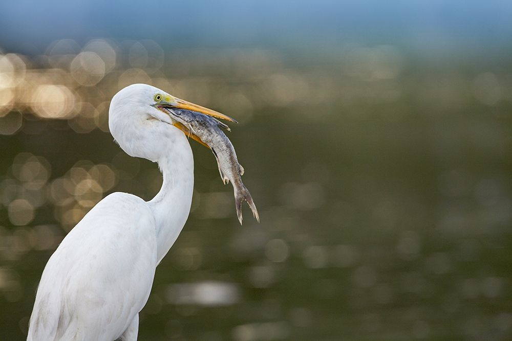 Great Egret with Fish art print by Tim Fitzharris for $57.95 CAD