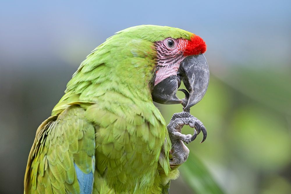 Buffon Macaw art print by Tim Fitzharris for $57.95 CAD