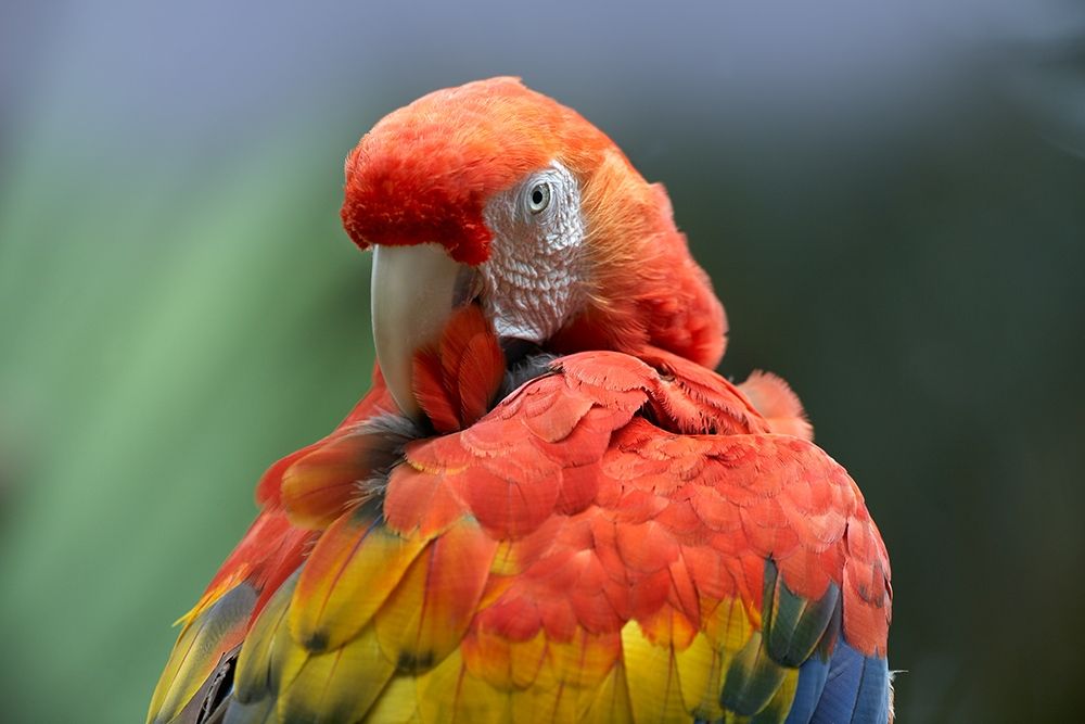 Scarlet Macaw Preening I art print by Tim Fitzharris for $57.95 CAD