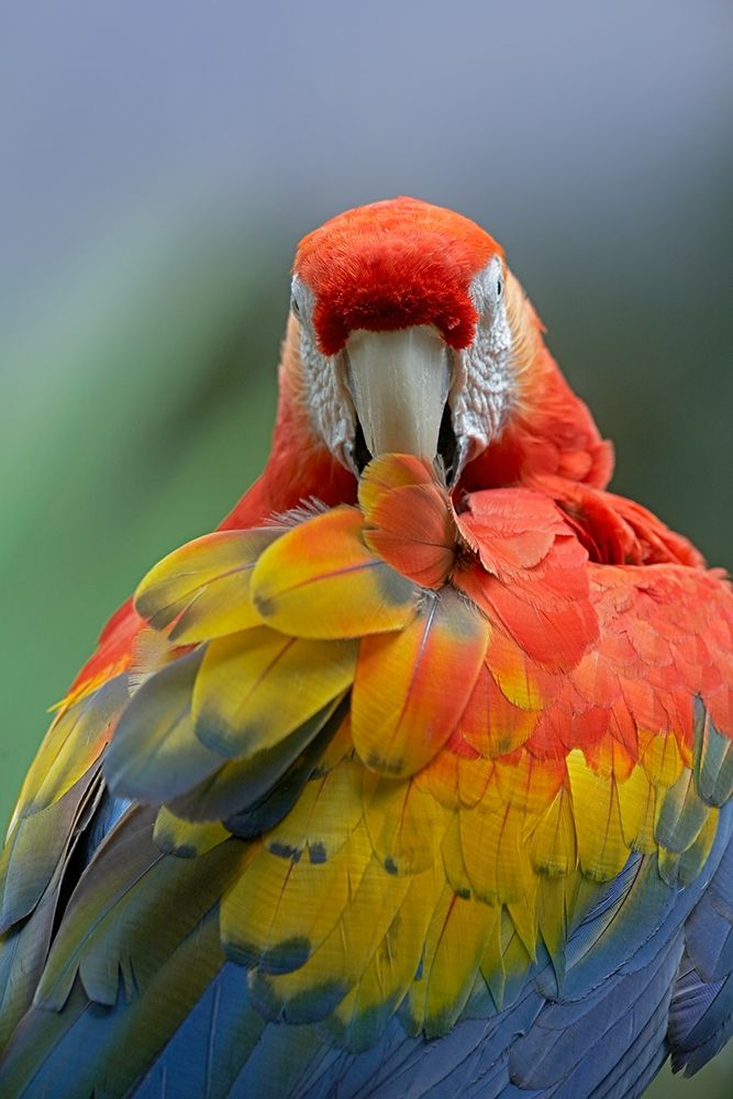 Scarlet Macaw Preening II art print by Tim Fitzharris for $57.95 CAD