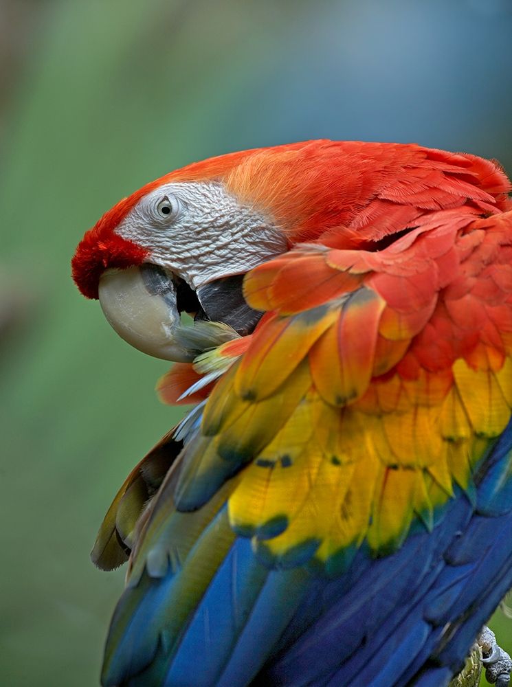 Scarlet Macaw Preening III art print by Tim Fitzharris for $57.95 CAD