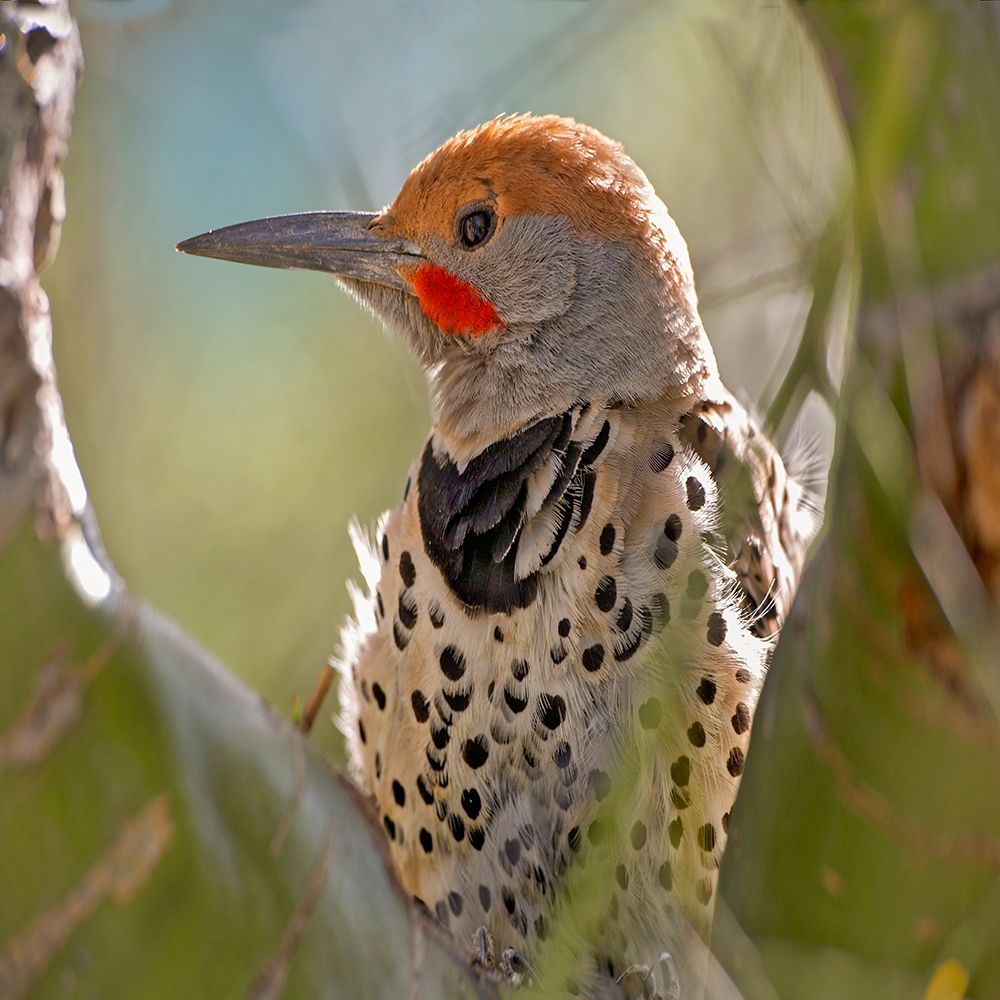 Northern Flicker Woodpecker art print by Tim Fitzharris for $57.95 CAD