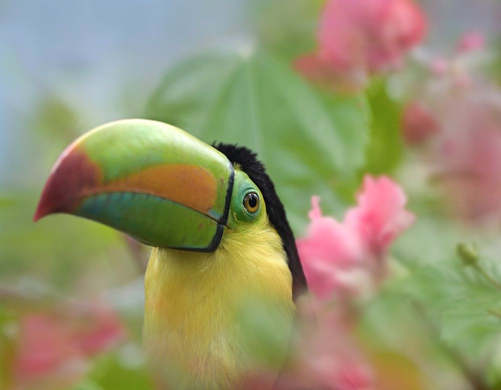 Keel-billed Toucan II art print by Tim Fitzharris for $57.95 CAD