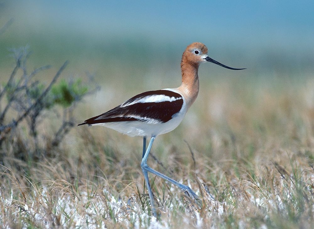 American Avocet art print by Tim Fitzharris for $57.95 CAD