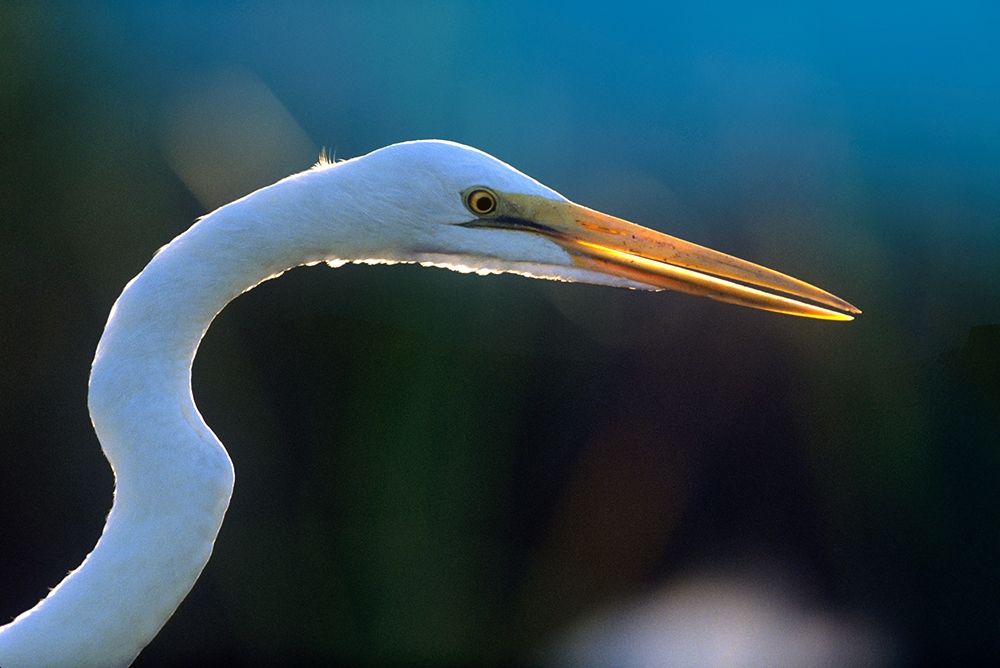 Great Egret art print by Tim Fitzharris for $57.95 CAD