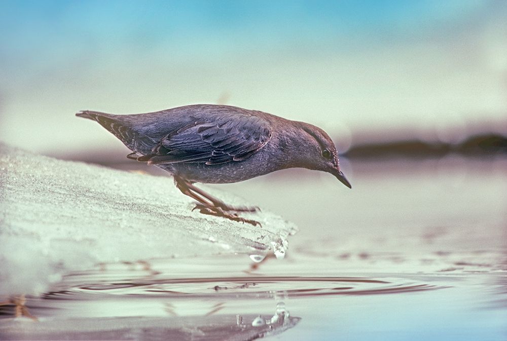 American Dipper Standing on Ice art print by Tim Fitzharris for $57.95 CAD