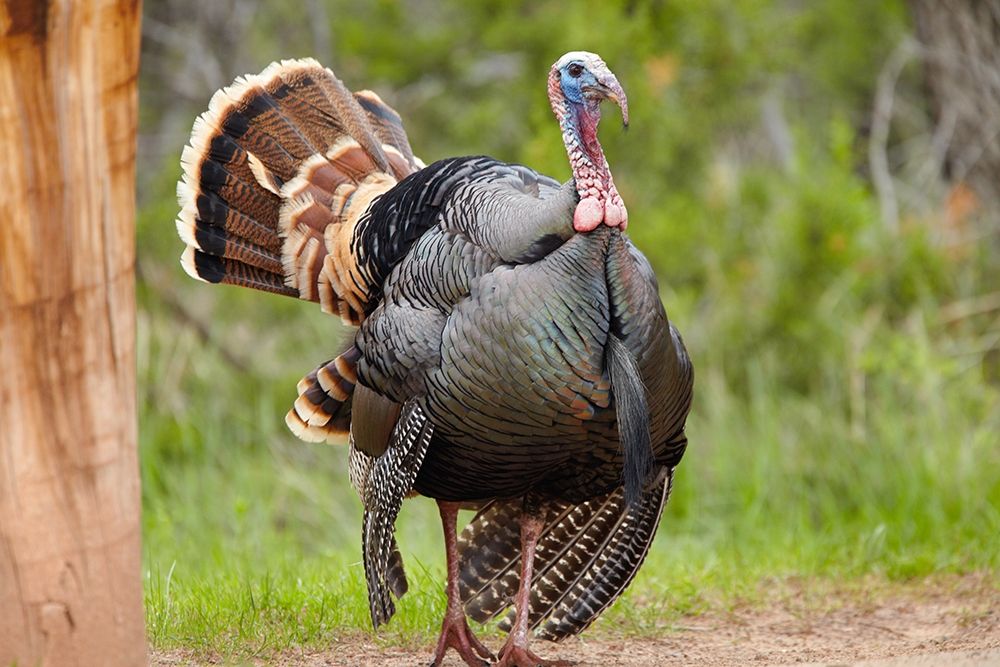 Wild Turkey Male art print by Tim Fitzharris for $57.95 CAD