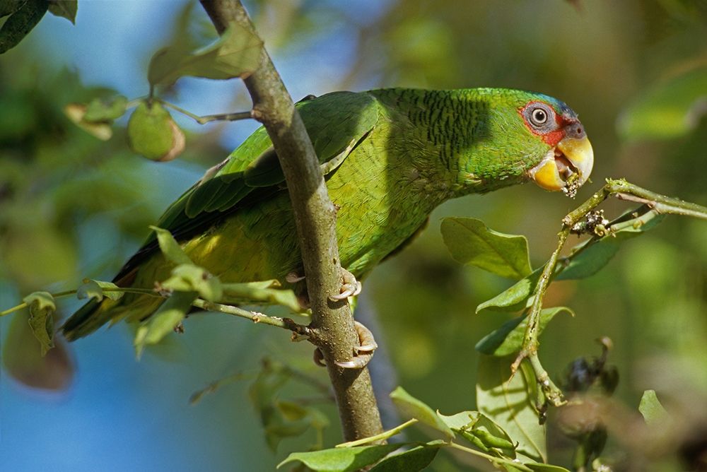 White-fronted Parrot art print by Tim Fitzharris for $57.95 CAD