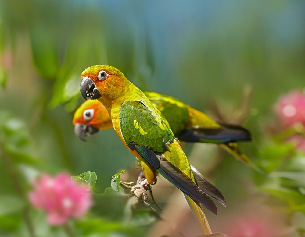 Conure Parrots art print by Tim Fitzharris for $57.95 CAD