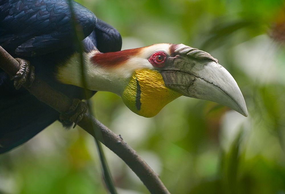 Wreathed Hornbill Malaysia I art print by Tim Fitzharris for $57.95 CAD