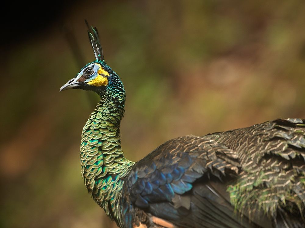 Peacock V art print by Tim Fitzharris for $57.95 CAD