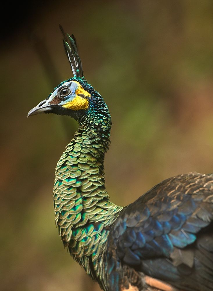 Peacock VI art print by Tim Fitzharris for $57.95 CAD