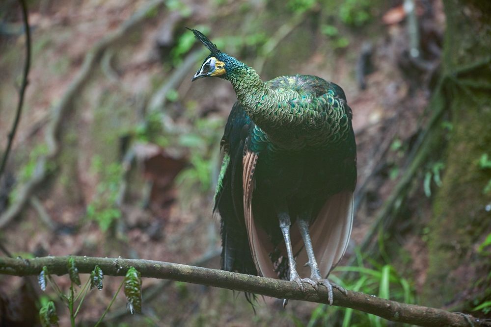 Peacock VII art print by Tim Fitzharris for $57.95 CAD