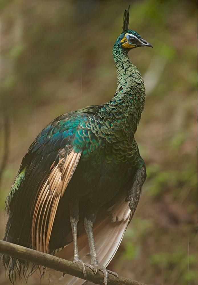 Peacock VIII art print by Tim Fitzharris for $57.95 CAD