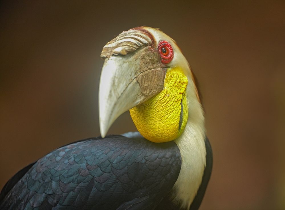Wreathed Hornbill Malaysia II art print by Tim Fitzharris for $57.95 CAD