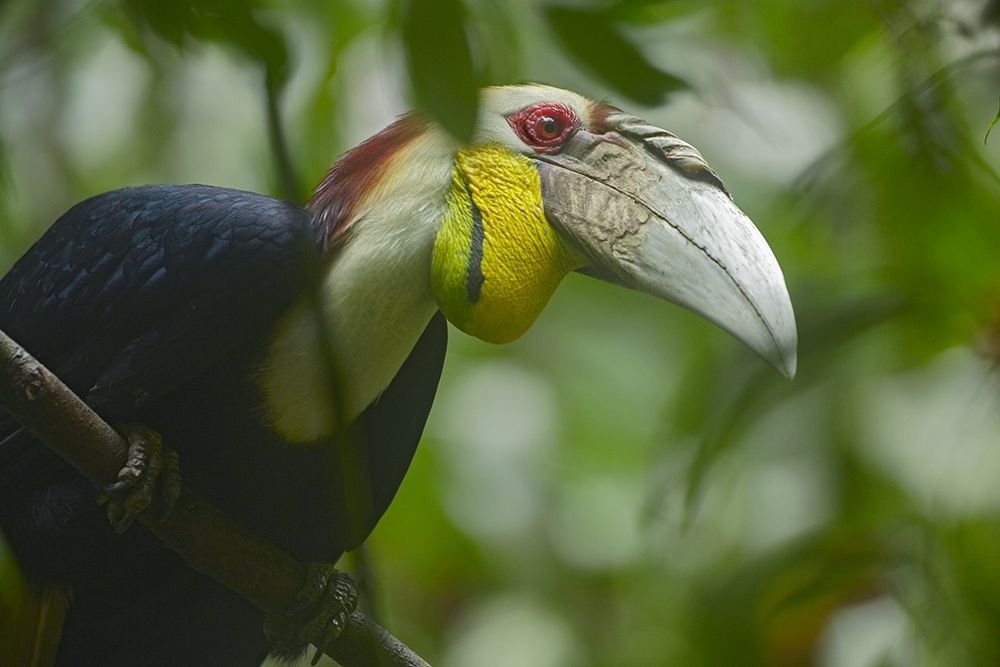 Wreathed Hornbill Malaysia III art print by Tim Fitzharris for $57.95 CAD