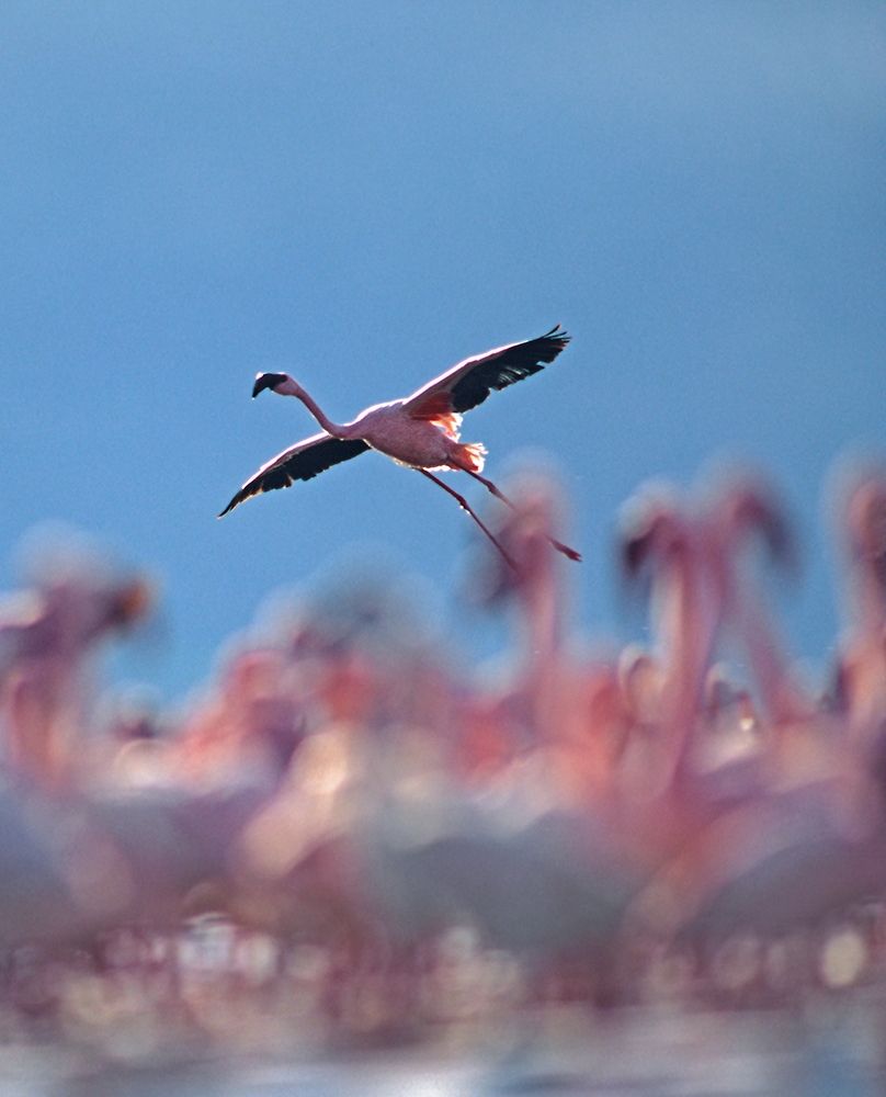 Lesser Flamingo art print by Tim Fitzharris for $57.95 CAD