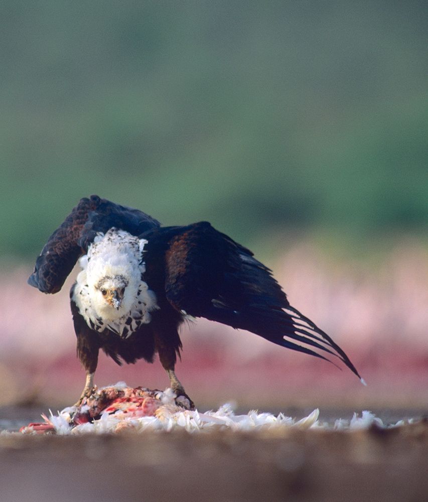 Fish Eagle art print by Tim Fitzharris for $57.95 CAD