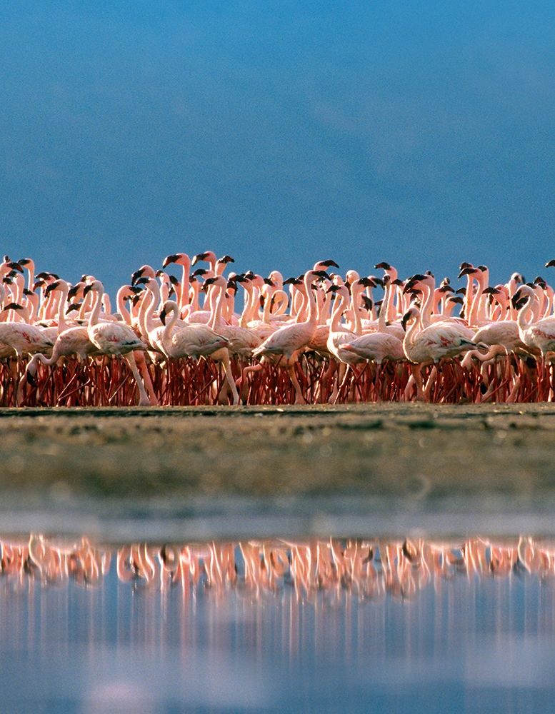 Lesser Flamingos over Lake Magadi Kenya art print by Tim Fitzharris for $57.95 CAD