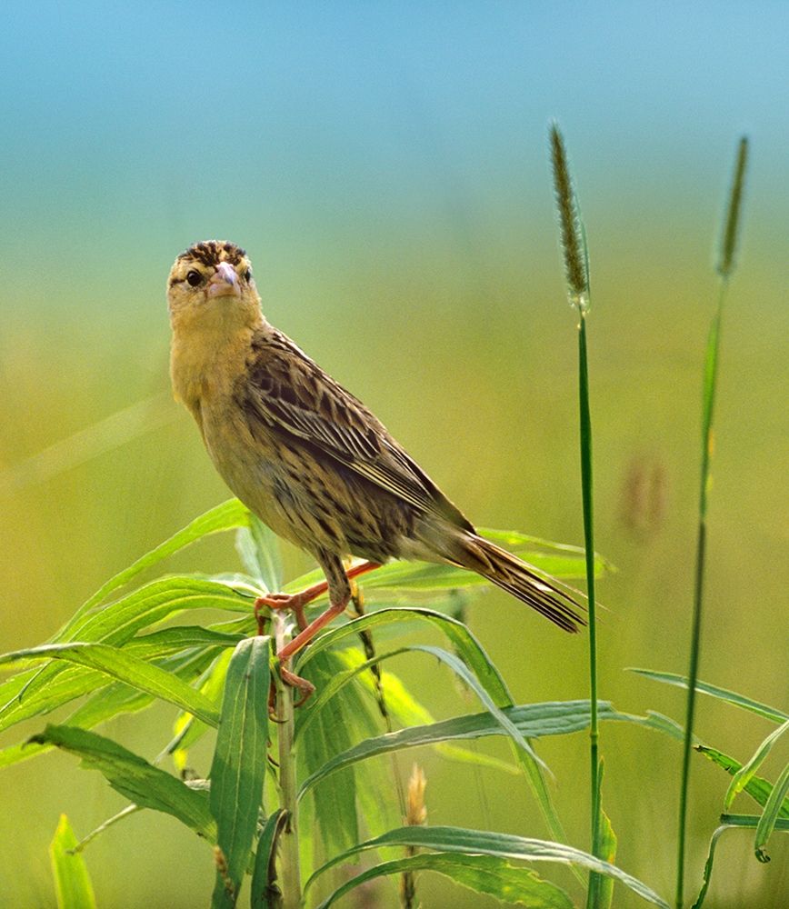Bobolink Female in Summer Meadow I art print by Tim Fitzharris for $57.95 CAD