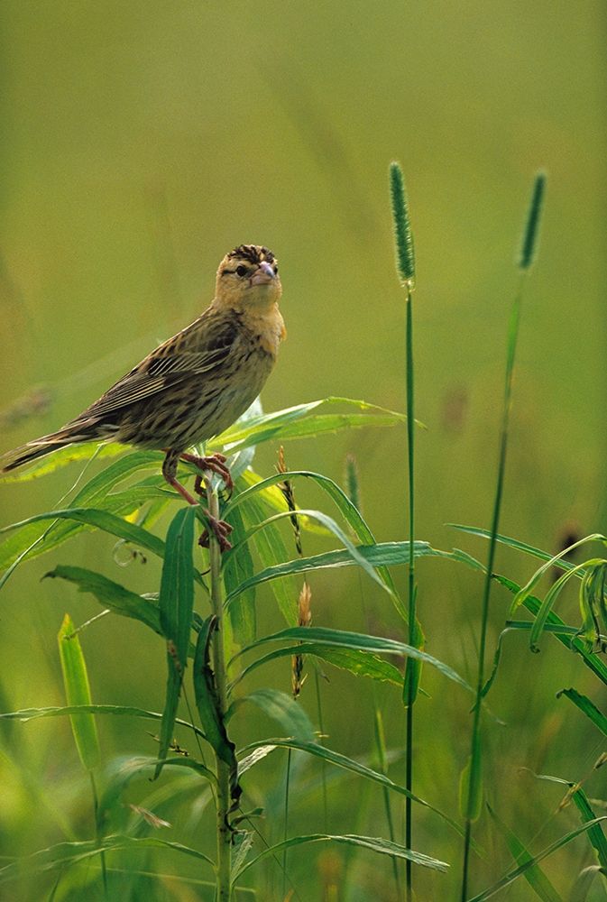 Bobolink Female in Summer Meadow II art print by Tim Fitzharris for $57.95 CAD