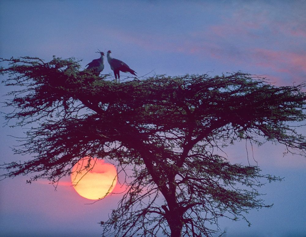 Secretary Birds art print by Tim Fitzharris for $57.95 CAD