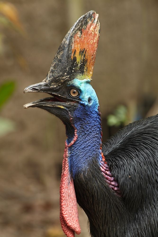 Cassowary art print by Tim Fitzharris for $57.95 CAD