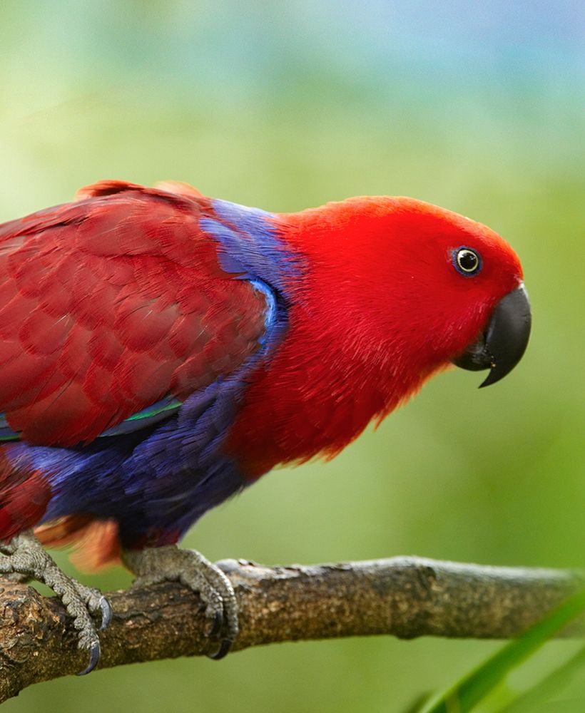 Eclectus Parrot Female art print by Tim Fitzharris for $57.95 CAD