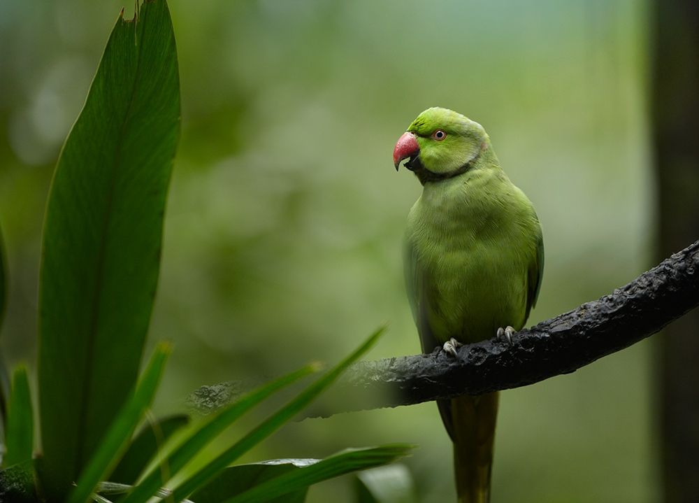 Indian Rose-ringed Parakeet I art print by Tim Fitzharris for $57.95 CAD