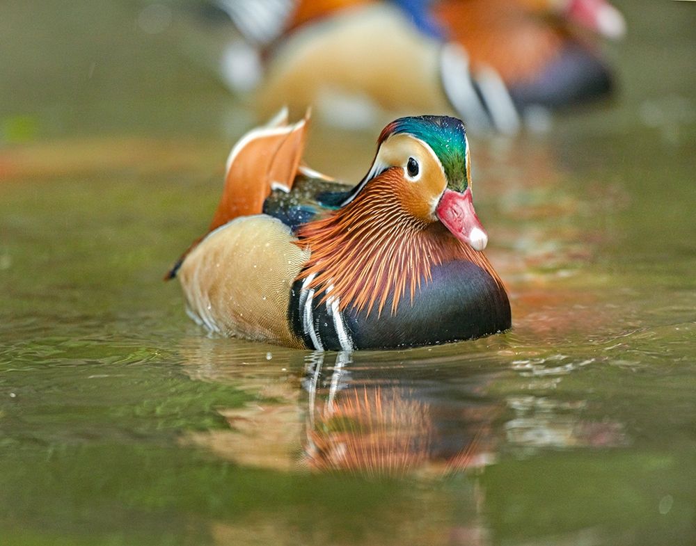 Mandarin Duck Male I art print by Tim Fitzharris for $57.95 CAD