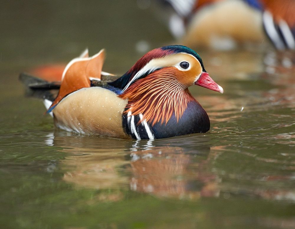 Mandarin Duck Male II art print by Tim Fitzharris for $57.95 CAD