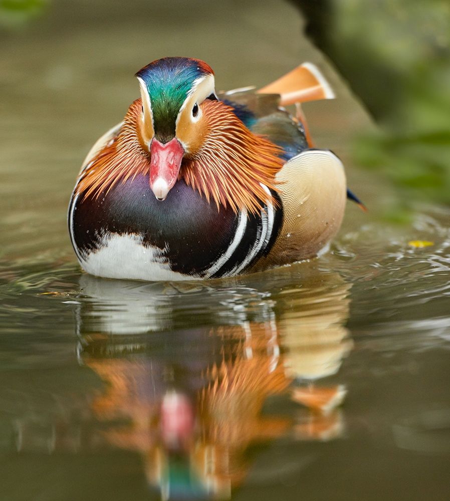Mandarin Duck Male III art print by Tim Fitzharris for $57.95 CAD
