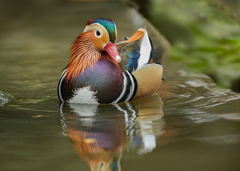 Mandarin Duck Male IV art print by Tim Fitzharris for $57.95 CAD