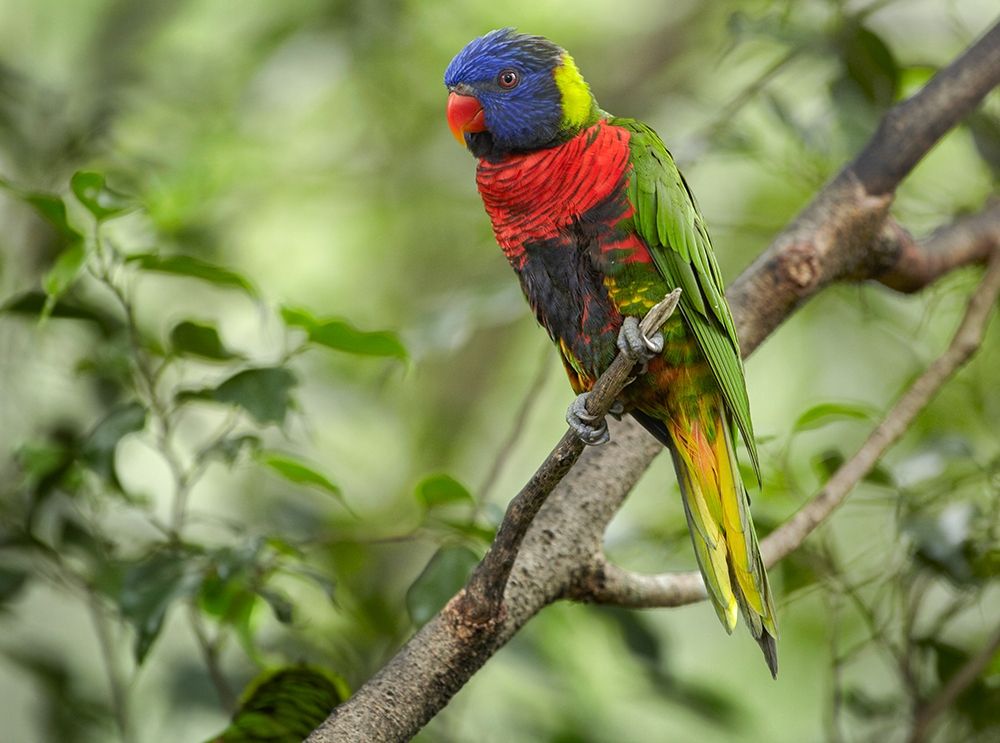 Rainbow Lory Green Naped Lory art print by Tim Fitzharris for $57.95 CAD
