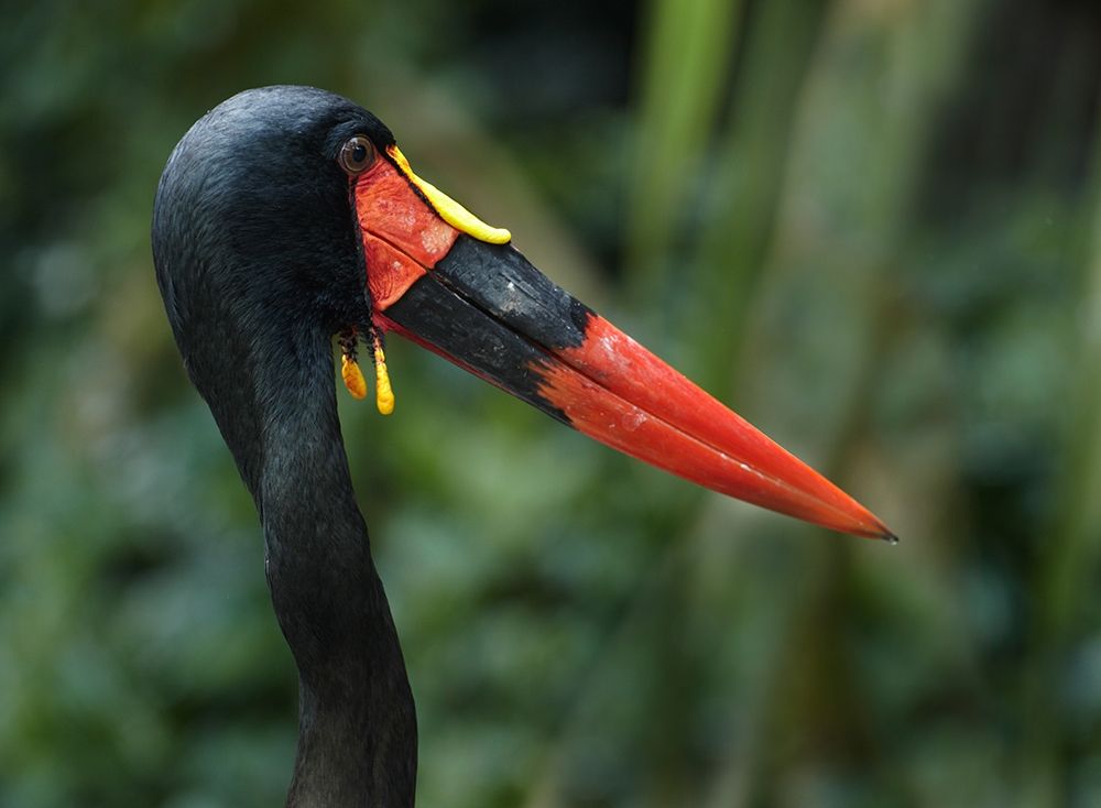 Saddle-billed Stork-Kenya I art print by Tim Fitzharris for $57.95 CAD