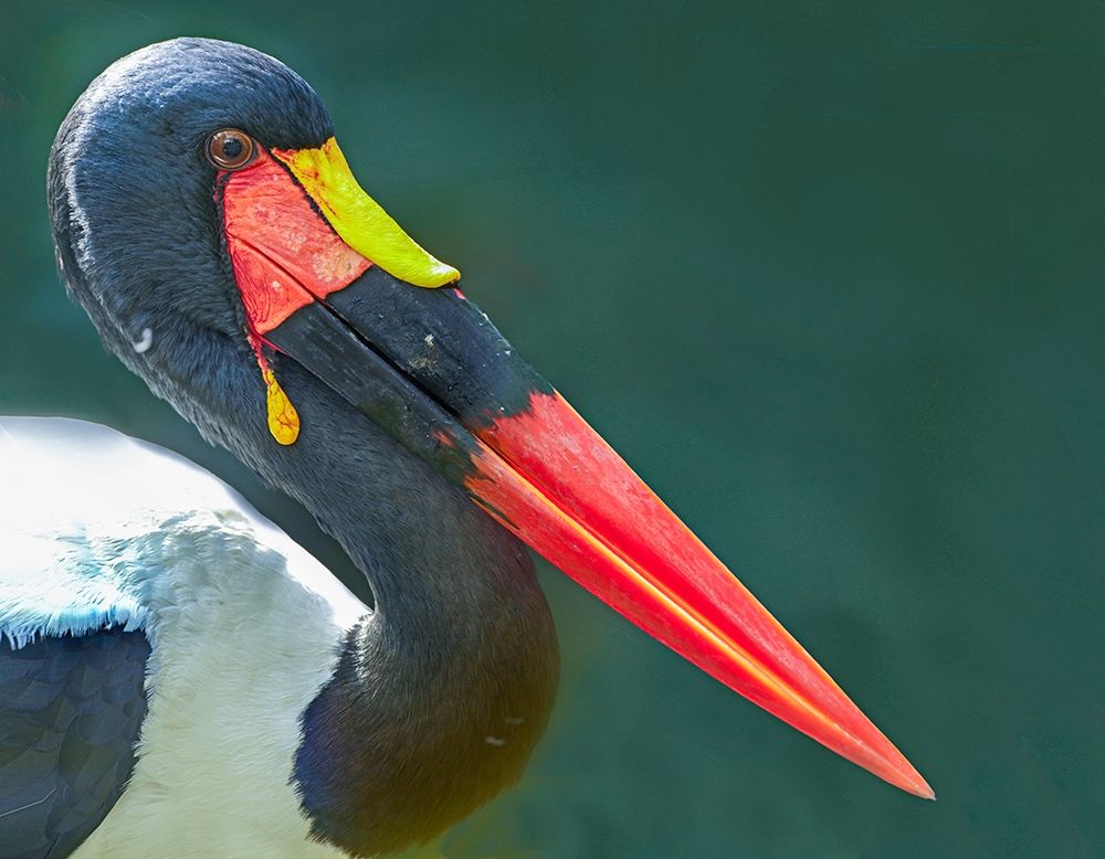 Saddle-billed Stork-Kenya II art print by Tim Fitzharris for $57.95 CAD