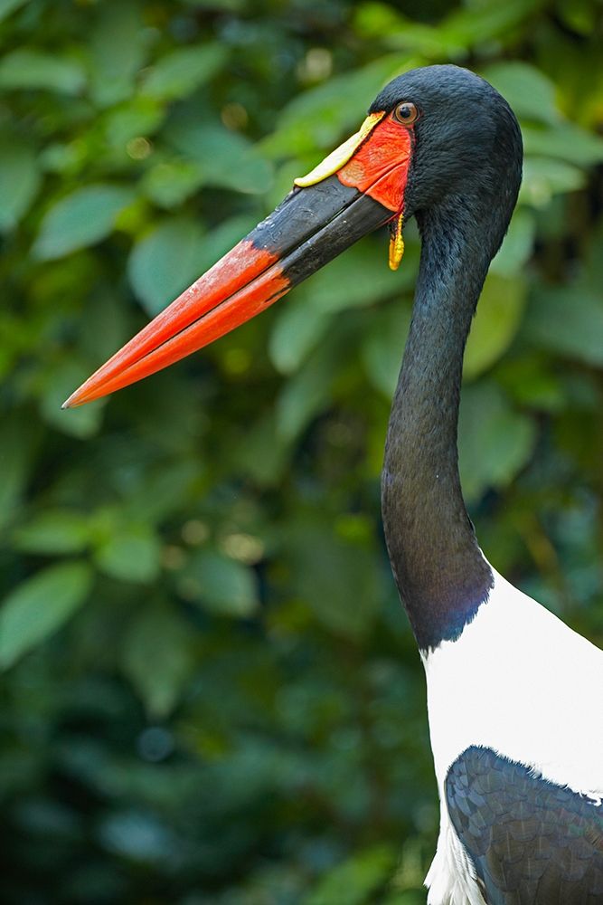 Saddle-billed Stork-Kenya III art print by Tim Fitzharris for $57.95 CAD